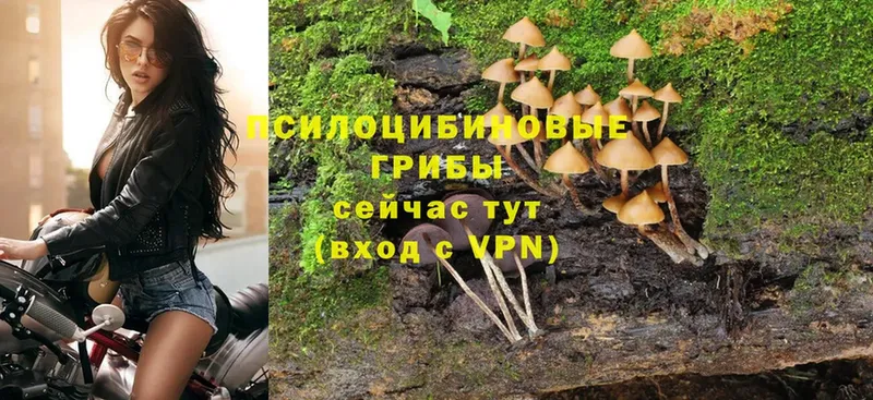 купить наркотики цена  kraken ONION  Галлюциногенные грибы Psilocybe  Давлеканово 